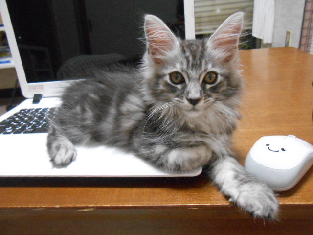 猫がパソコンにのって邪魔 対策を100均メッシュパネルでしてみた ズボラ主婦の いいものbest3