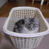 洗濯カゴの中の猫