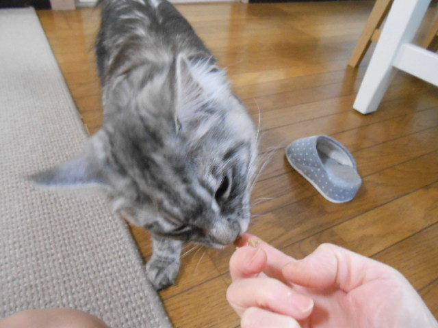 メインクーン　手から食べる猫
